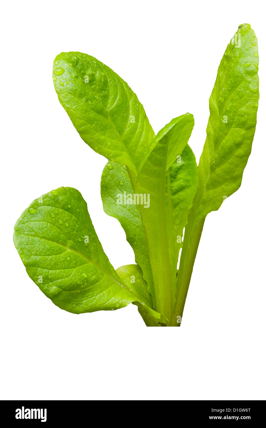 Cos Lettuce ' Little Gem' Plantlet Stock Photo