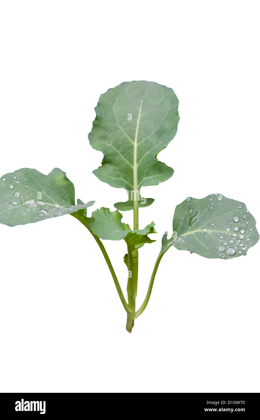 Broccoli Plantlet Stock Photo