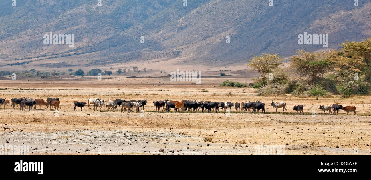 Herd of cattle and Wildebeest in Africa;Tanzania;Ngorongoro Crater Conservation Area;Game Park;Safari destination; Stock Photo