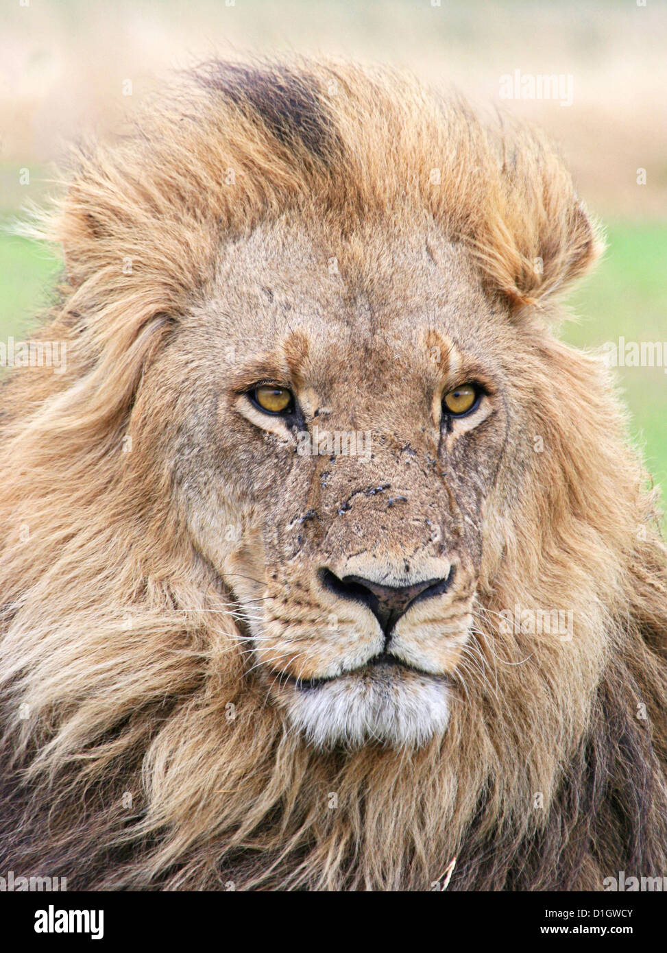 A lion with a magnificent mane. Stock Photo