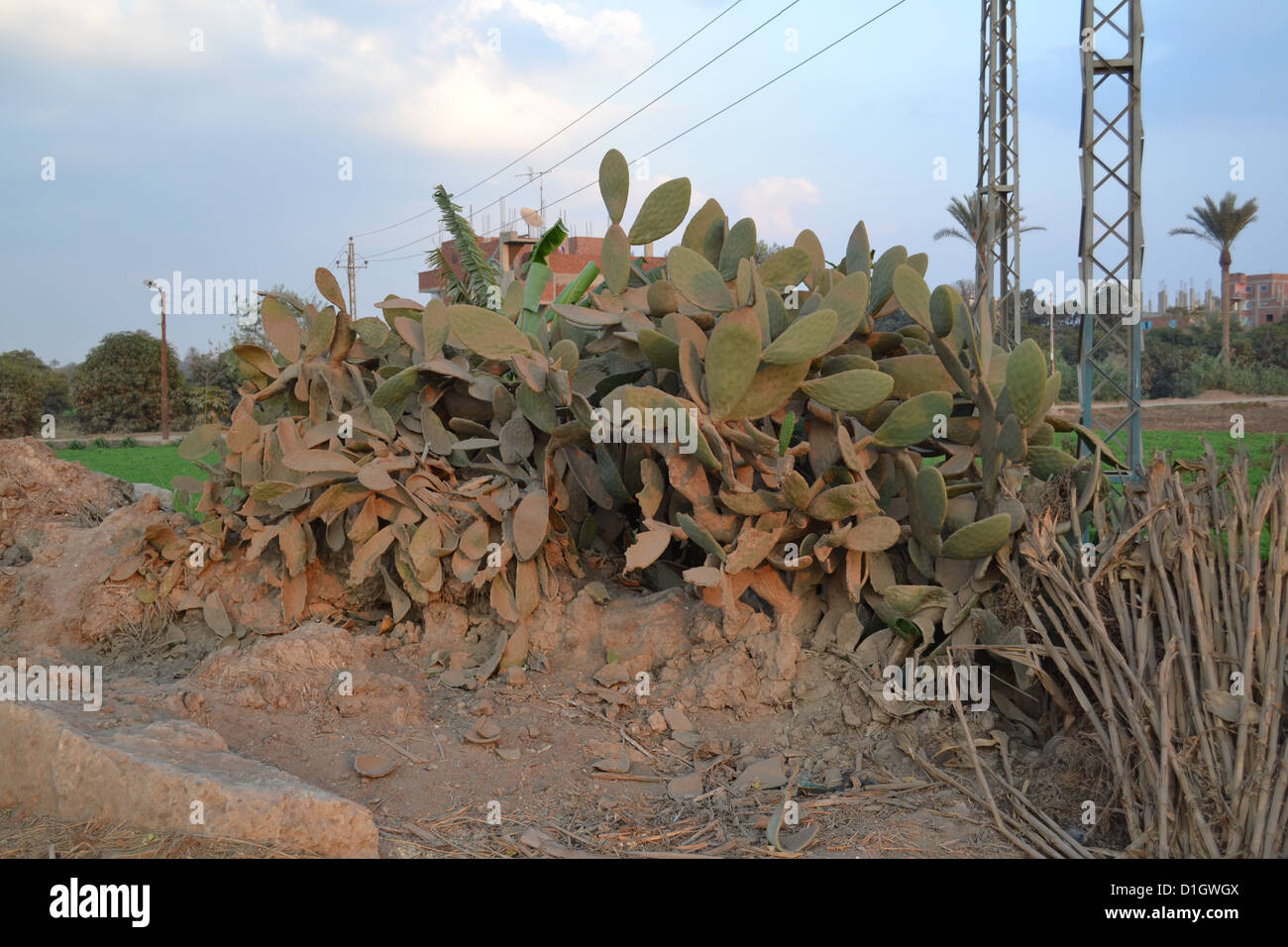 Cactus in egypt hi-res stock photography and images - Alamy