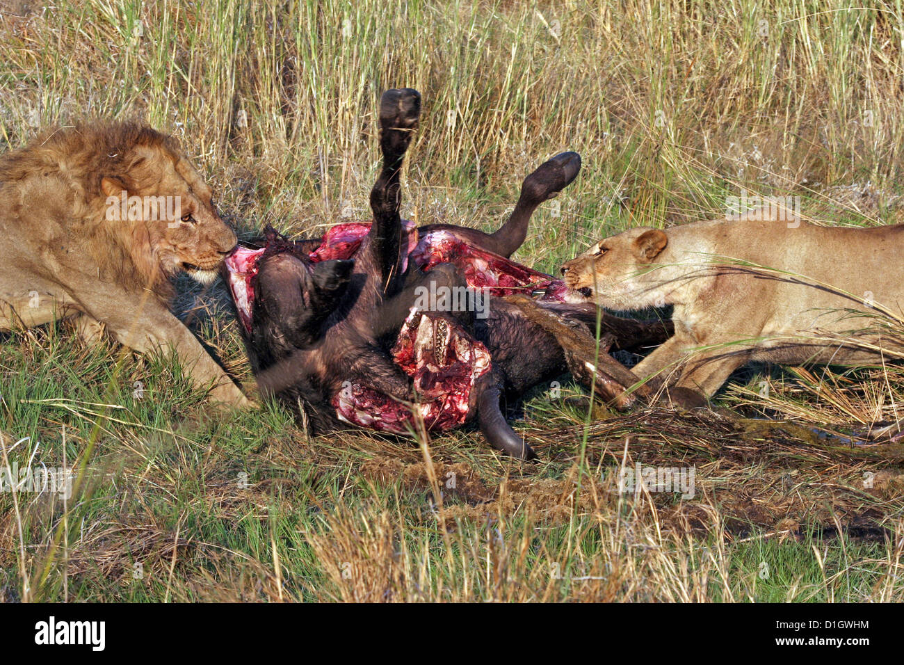 The pride male approaches and tries to steal the Buffalo carcass Stock Photo