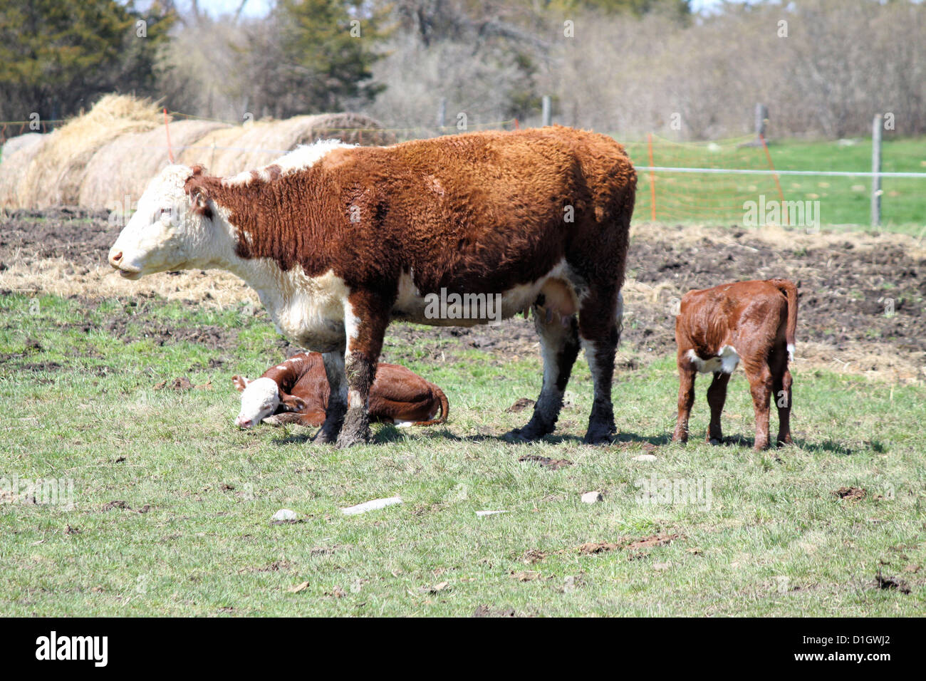 Hereford calves standing in a green grass covered pasture with Hereford ...