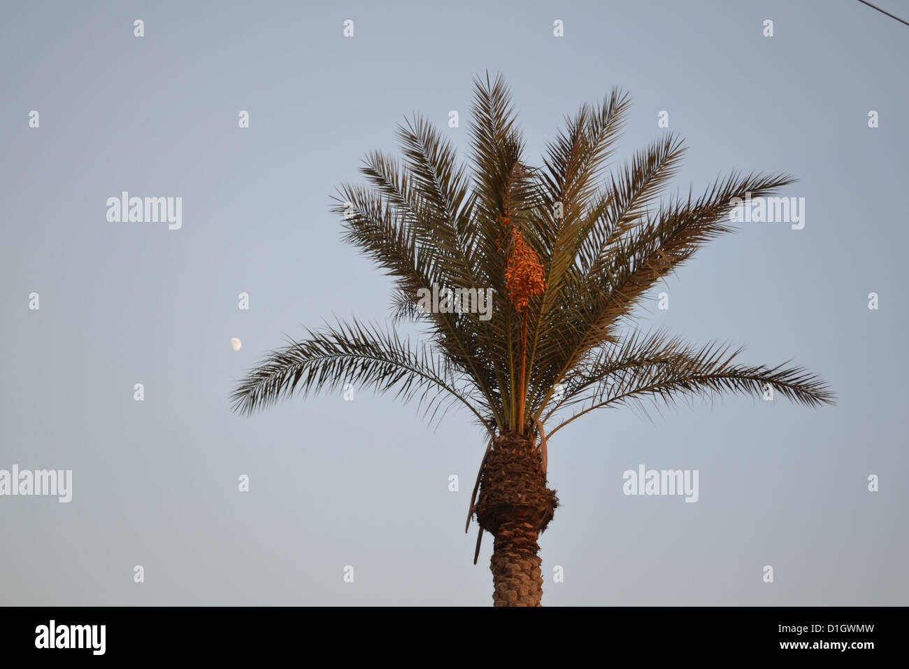 Yellow date palm tree in the Egyptian Nile delta Stock Photo - Alamy