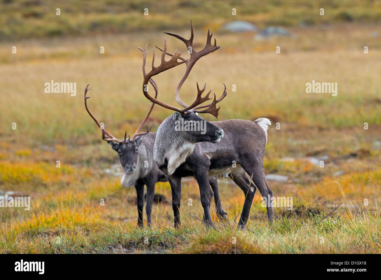 Two reindeer (Rangifer tarandus) bulls with huge antlers on the tundra in autumn, Jämtland, Sweden, Scandinavia Stock Photo