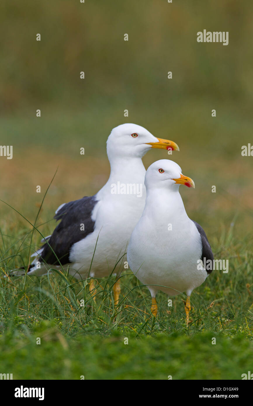Lesser black-backed gull (Larus fuscus) pair in the dunes long the North Sea coast Stock Photo
