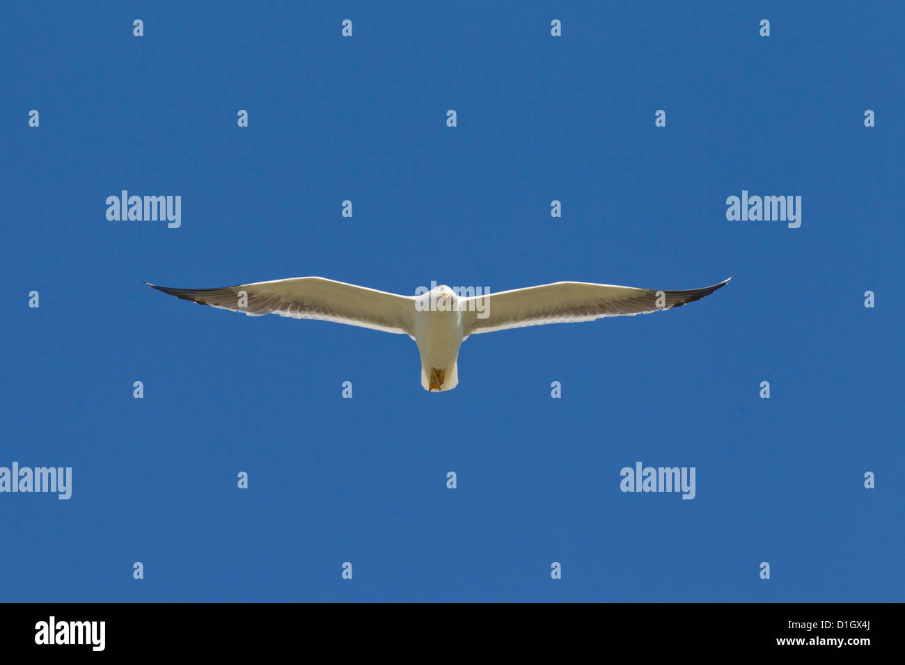 Lesser black-backed gull (Larus fuscus) in flight Stock Photo