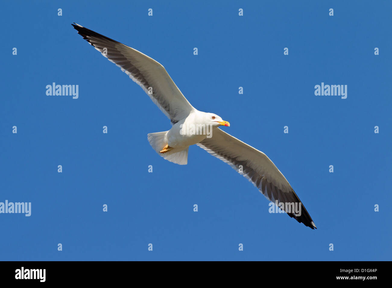 Lesser black-backed gull (Larus fuscus) in flight Stock Photo