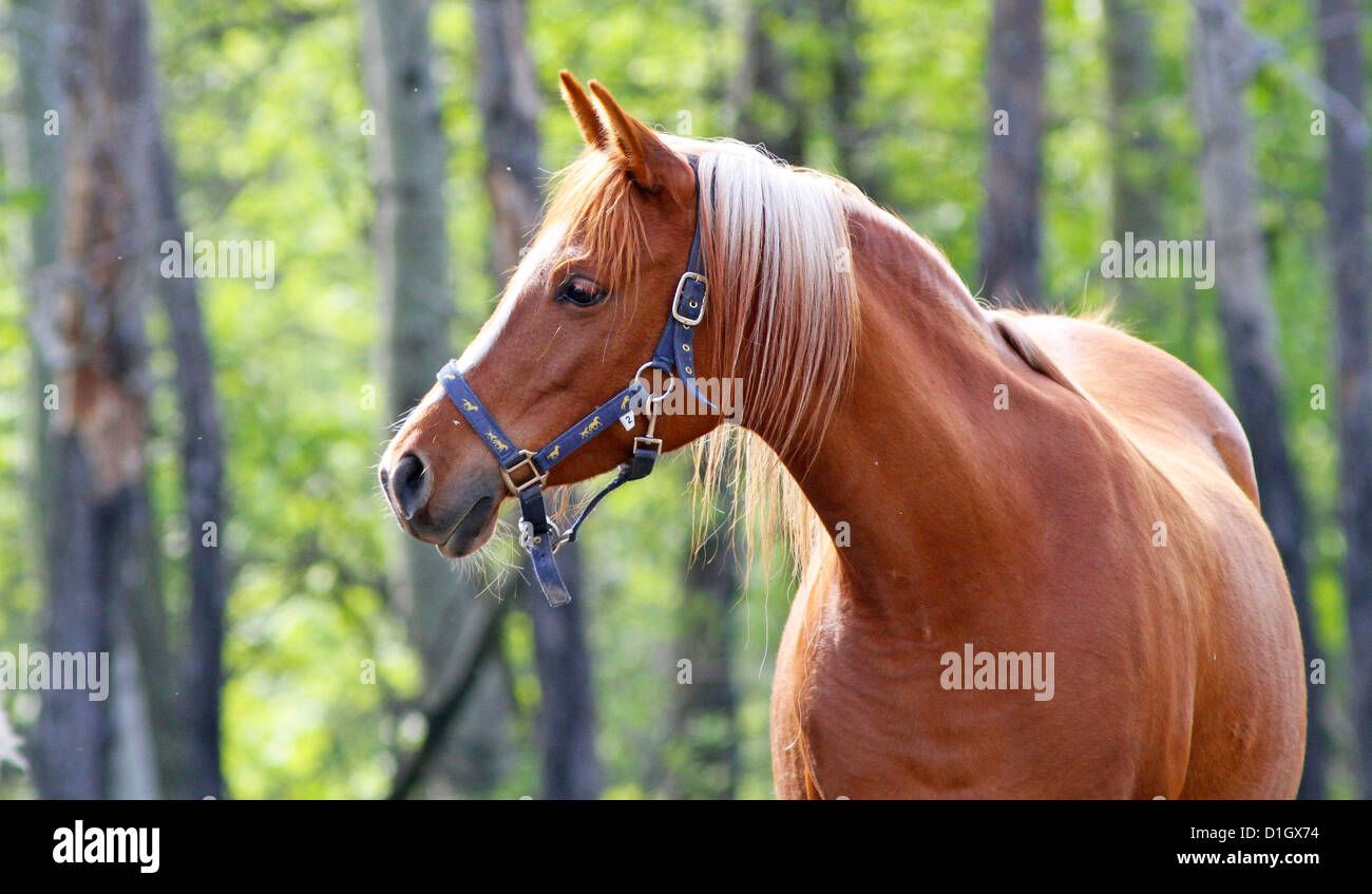 Pure bred Arabian horse profile Stock Photo