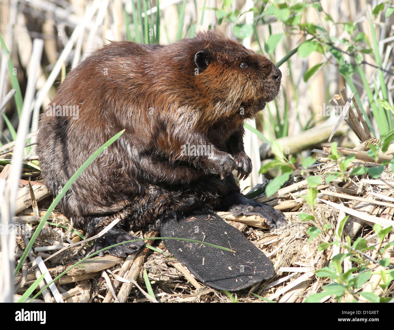 Huge male Canadian Beaver (Castor canadensis) Stock Photo