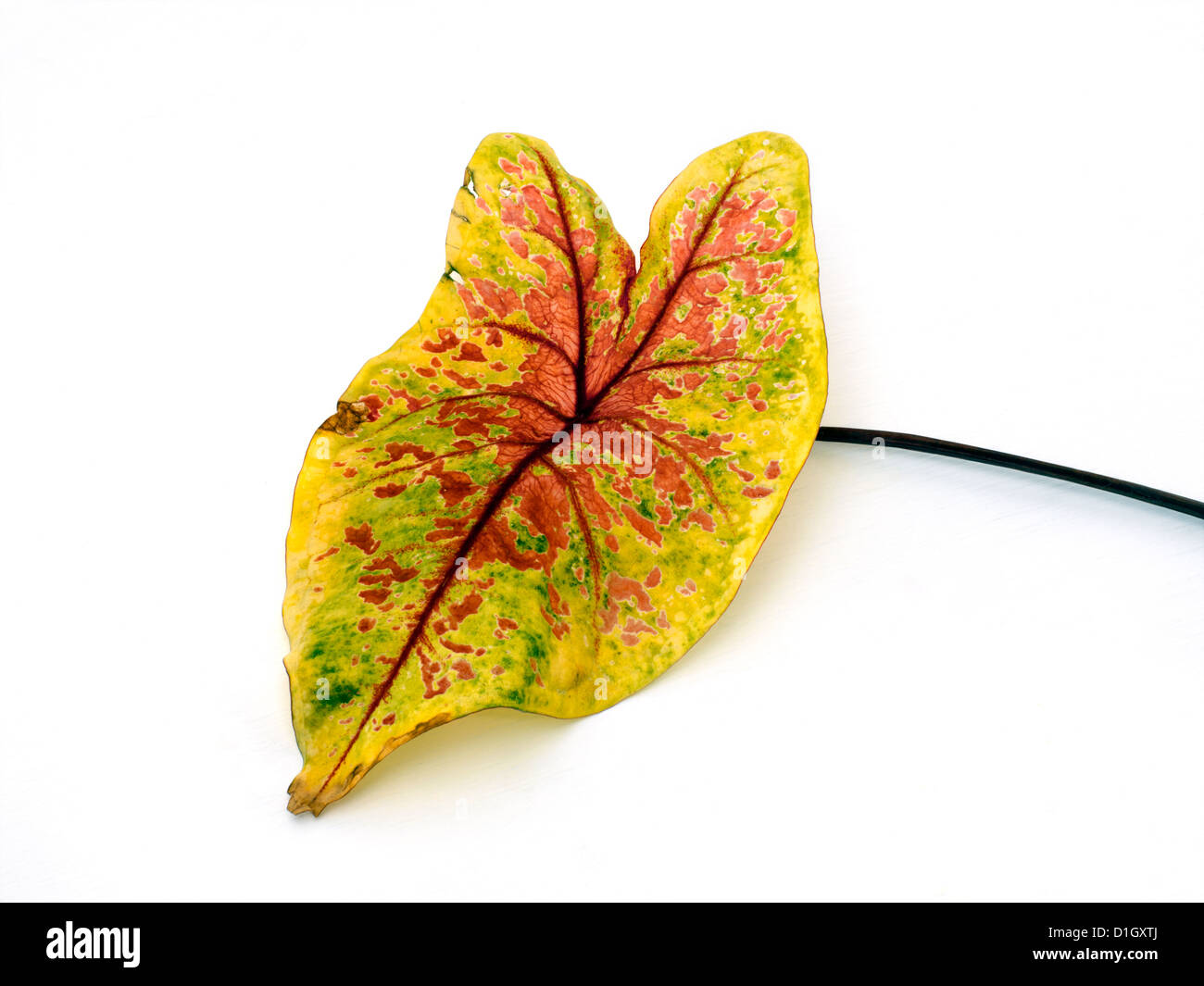 Yellow and Red Caladium Leaf Heart Shaped Stock Photo