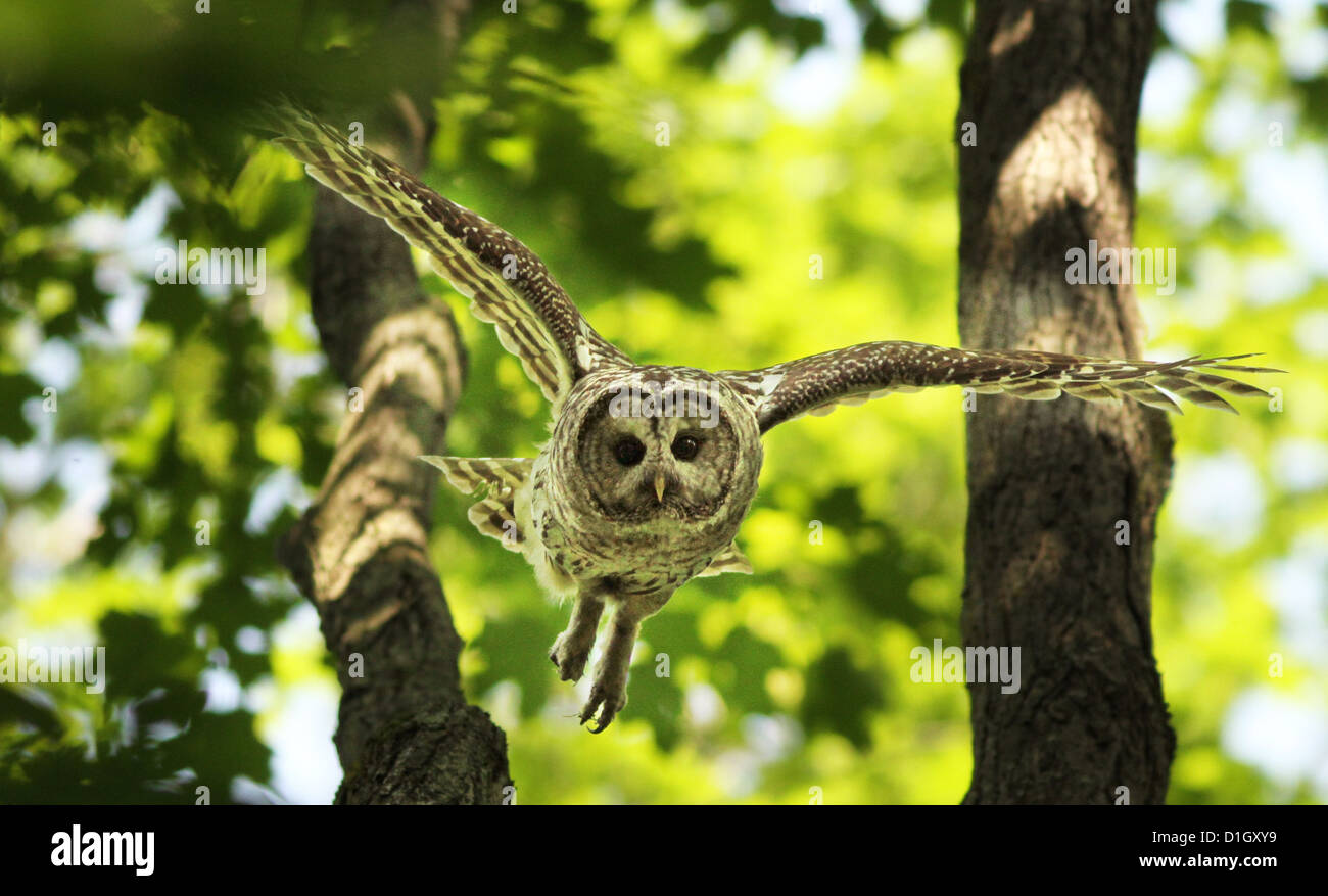 Hunting Barred Owl (Strix varia) in the forest Stock Photo