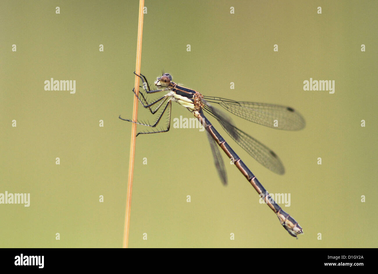Isolated Stocky Lestes damselfly (Lestes dryas)in the sunset. Stock Photo