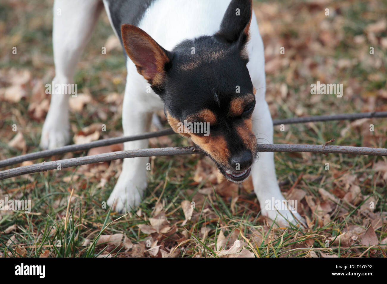 Chewing wood hires stock photography and images Alamy
