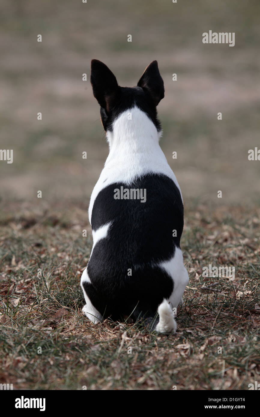 Rat Terrier Chihuahua dog's back Stock Photo Alamy