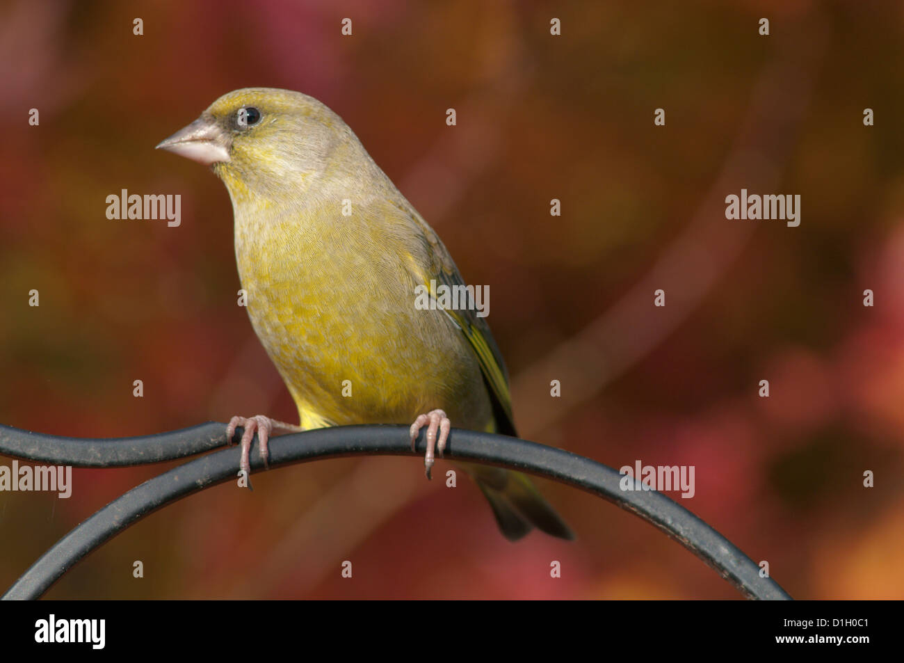 Greenfinch [Carduelis chloris] perched in front of maple tree. November, West Sussex, England, UK. Stock Photo
