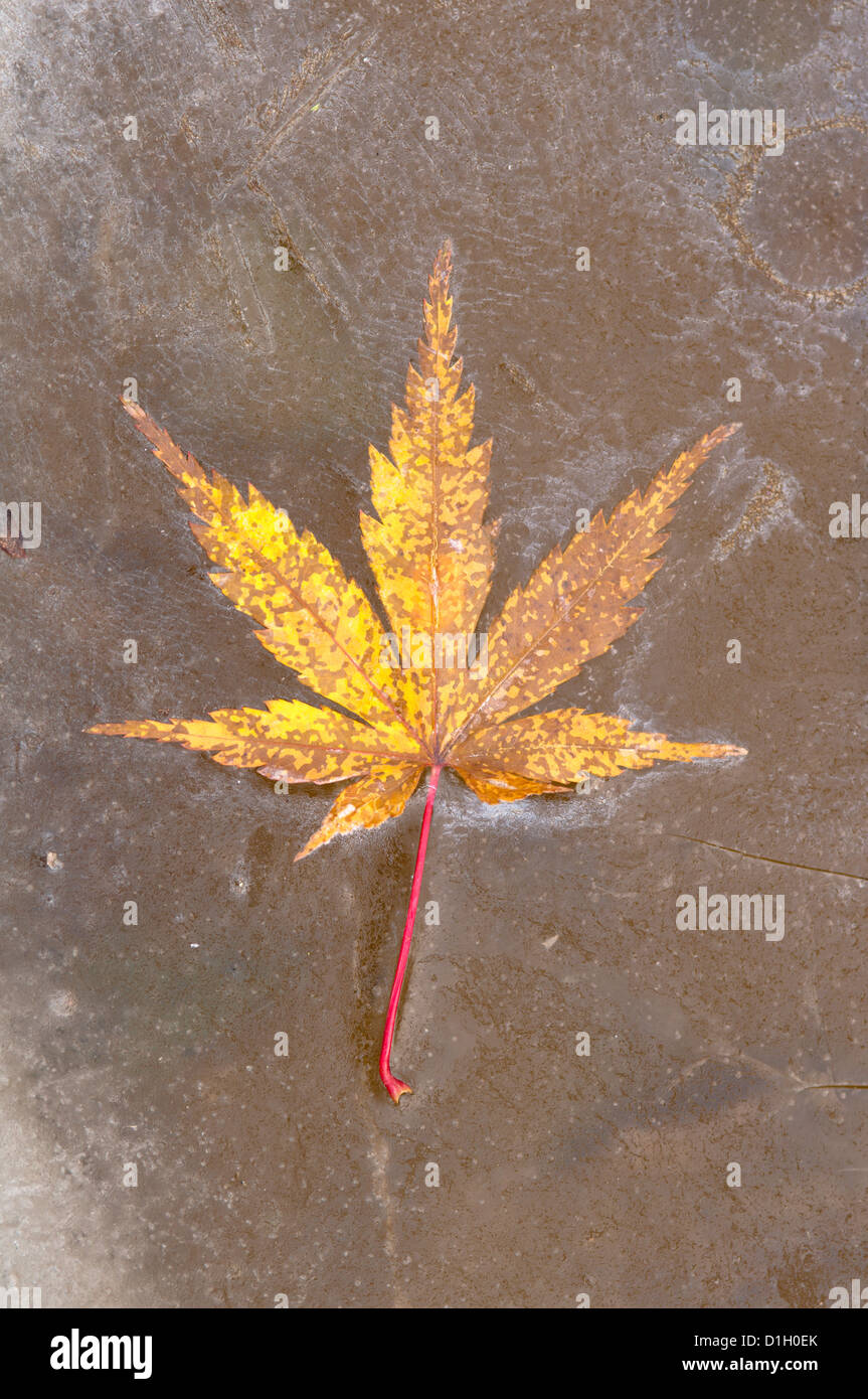 Maple [Acer palmatum] leaf frozen on ice December, England Stock Photo ...