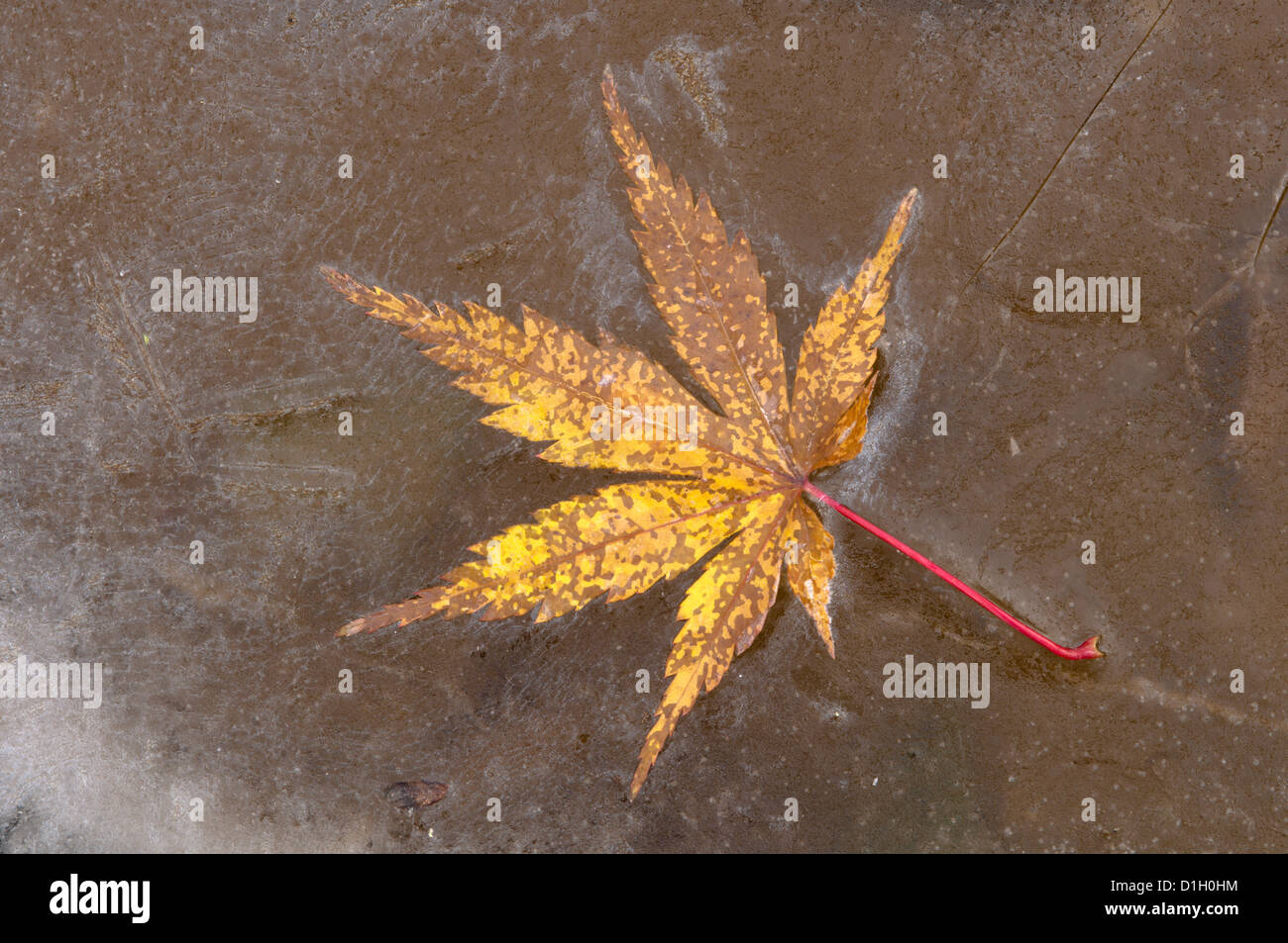 Maple [Acer palmatum] leaf frozen on ice December, England Stock Photo ...