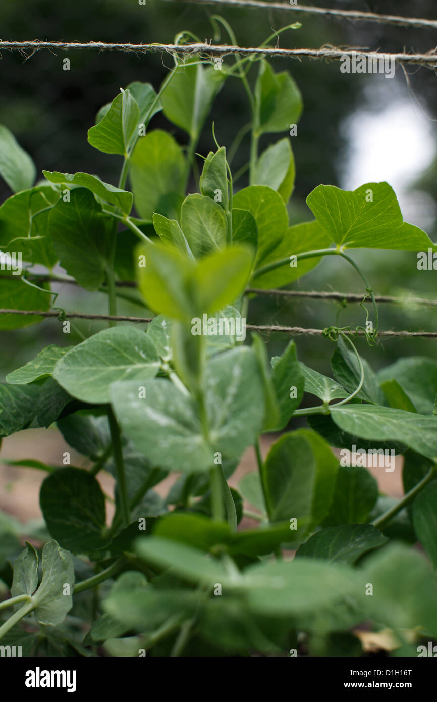 Pea plants climbing twine trellis Stock Photo Alamy