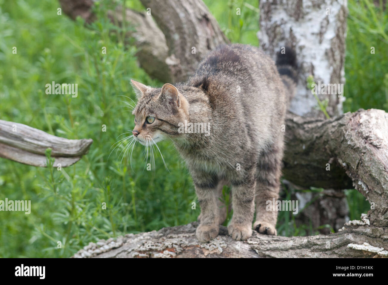 Scottish Wildcat (Felis Silvestris Grampia) Stock Photo