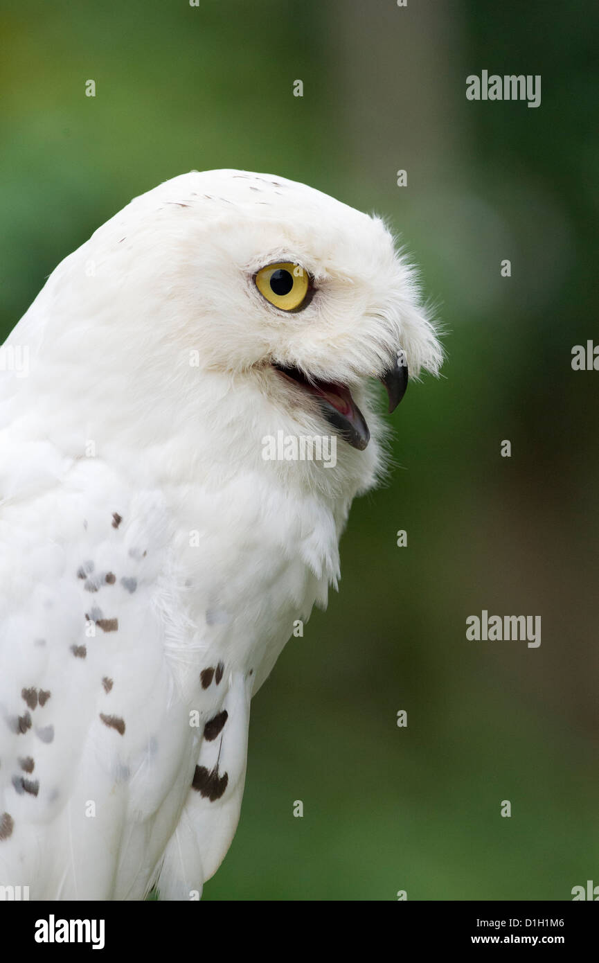 Snowy Owl (Bubo scandiacus Stock Photo - Alamy