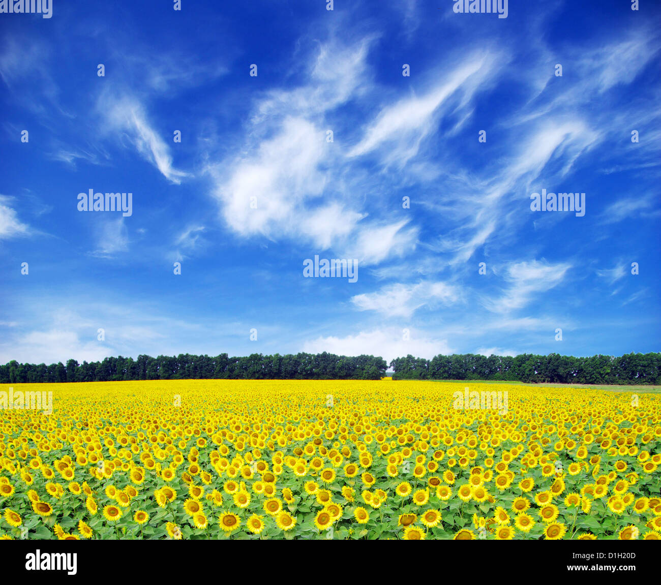 sunflower field over cloudy blue sky Stock Photo - Alamy