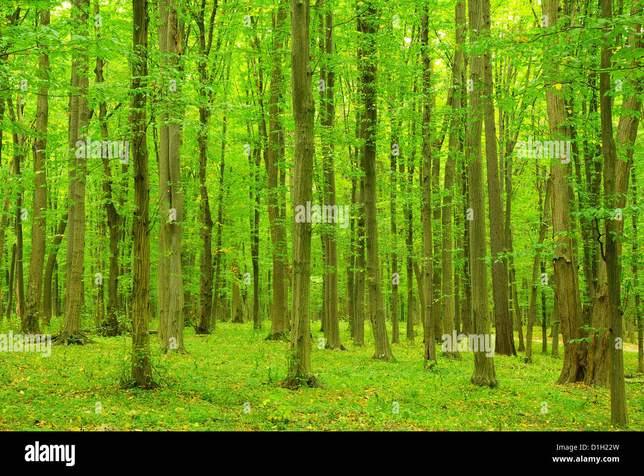Early morning sun in the green forest Stock Photo - Alamy