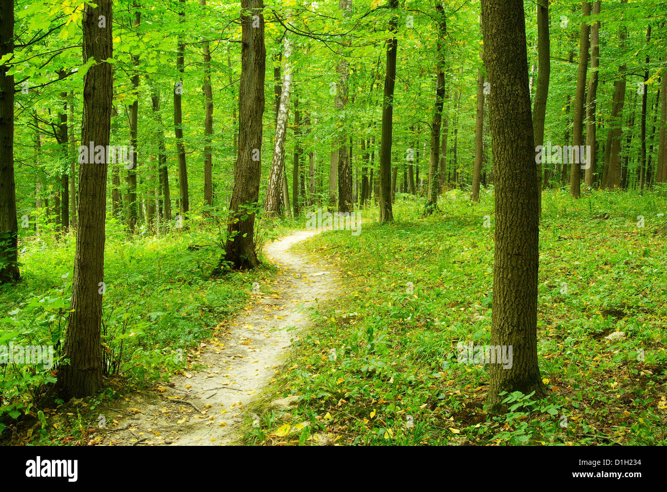 a path is in the green forest Stock Photo - Alamy
