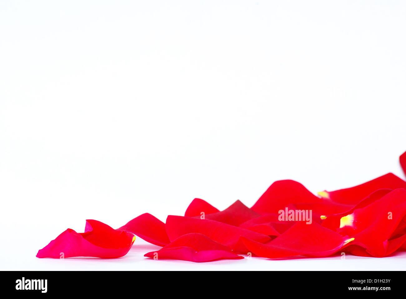 rose petals isolated on a white background Stock Photo - Alamy