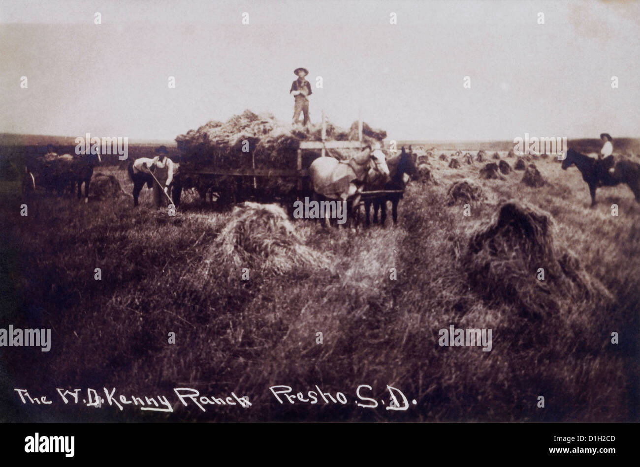 Workers Harvesting Wheat, Presho, South Dakota, USA, Circa 1907 Stock