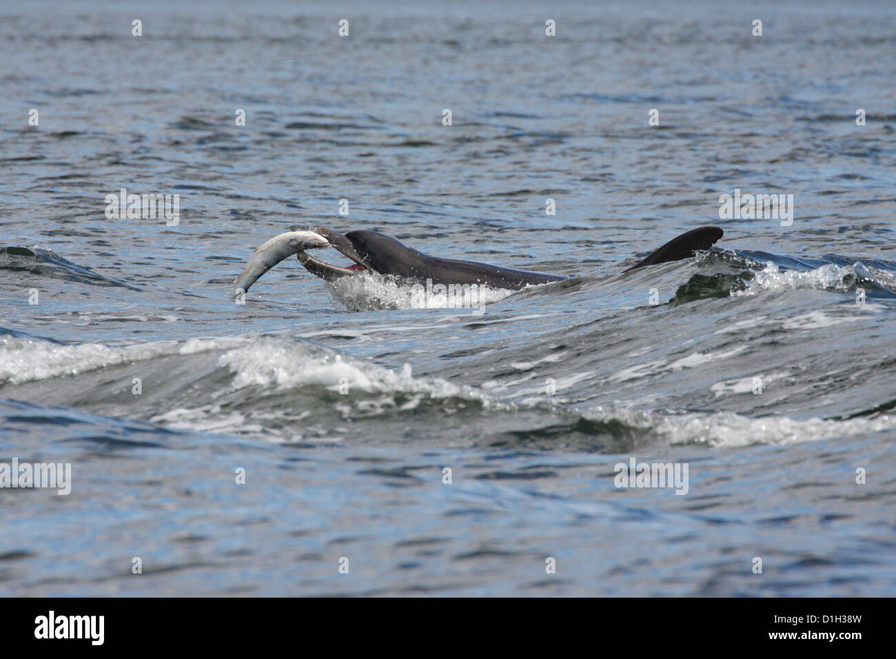 Bottlenose Dolphin (Tursiops truncatus) eating a salmon, Moray Firth, Scotland, UK Stock Photo