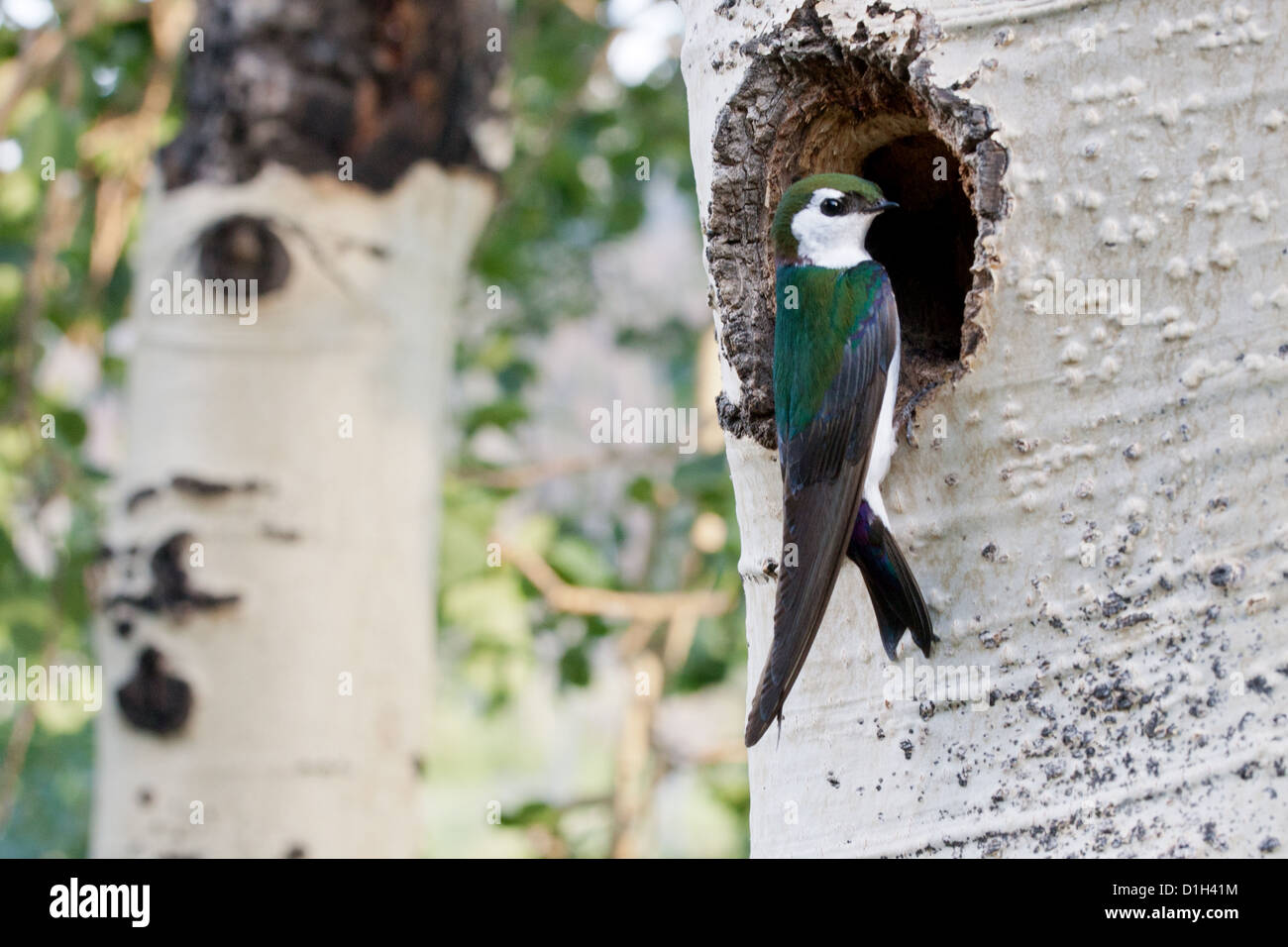Violet-green Swallow at nest cavity in Aspen tree birds bird songbird songbirds Ornithology Science Nature Wildlife Environment swallows Stock Photo