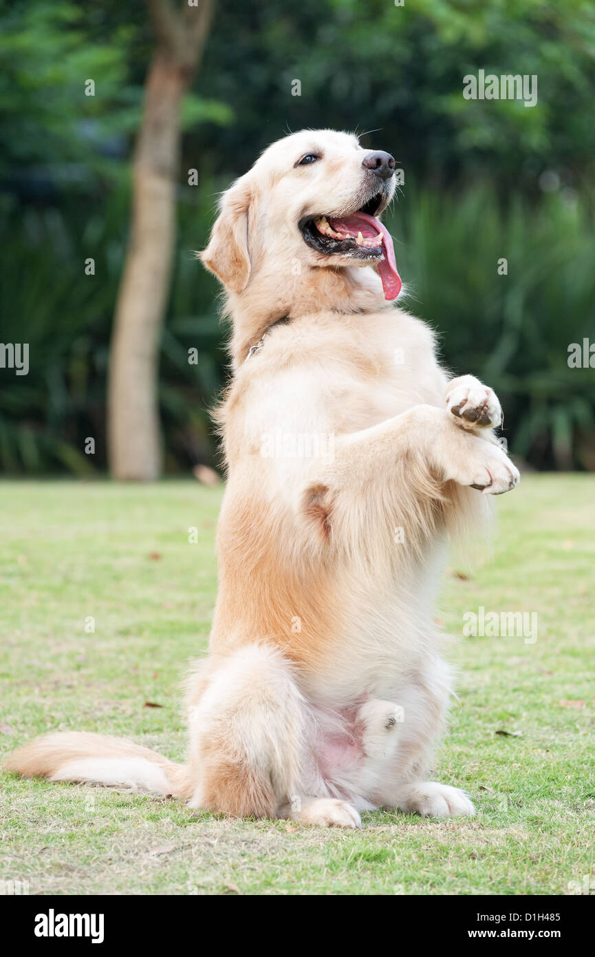 Golden retriever dog sitting on hind legs Stock Photo Alamy