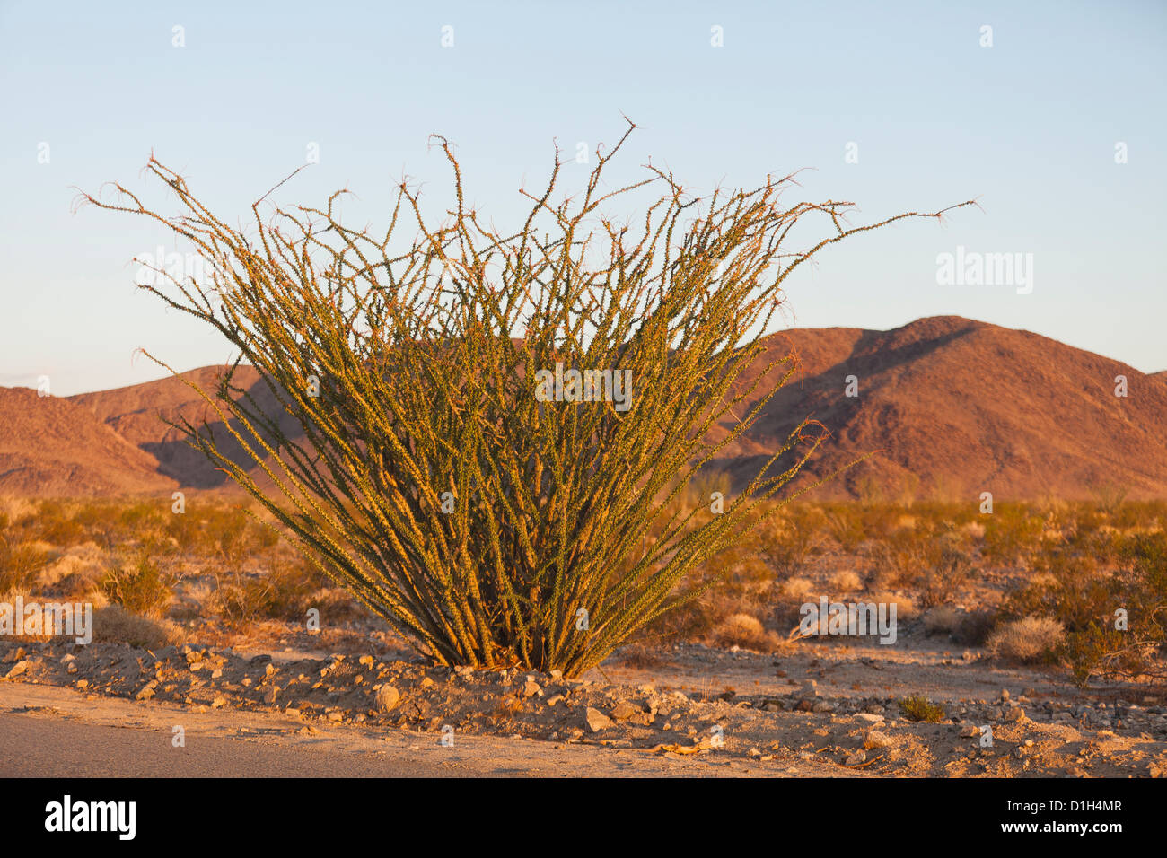 Ocotillo plant (Fouquieria splendens) Mojave desert, California USA Stock Photo Alamy
