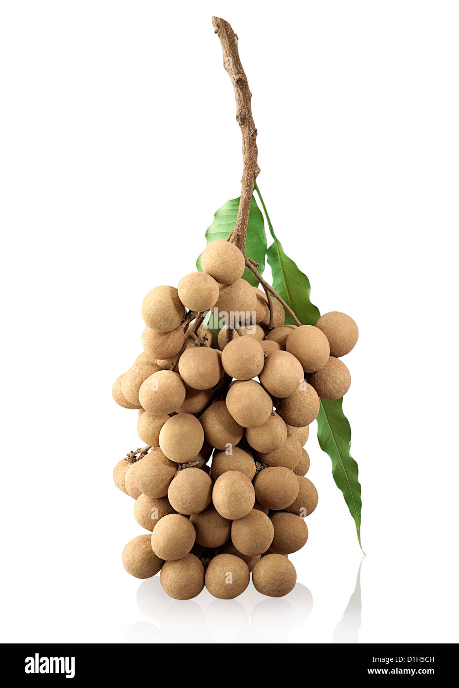 Longan sweetness of Thai tropical fruit Stock Photo