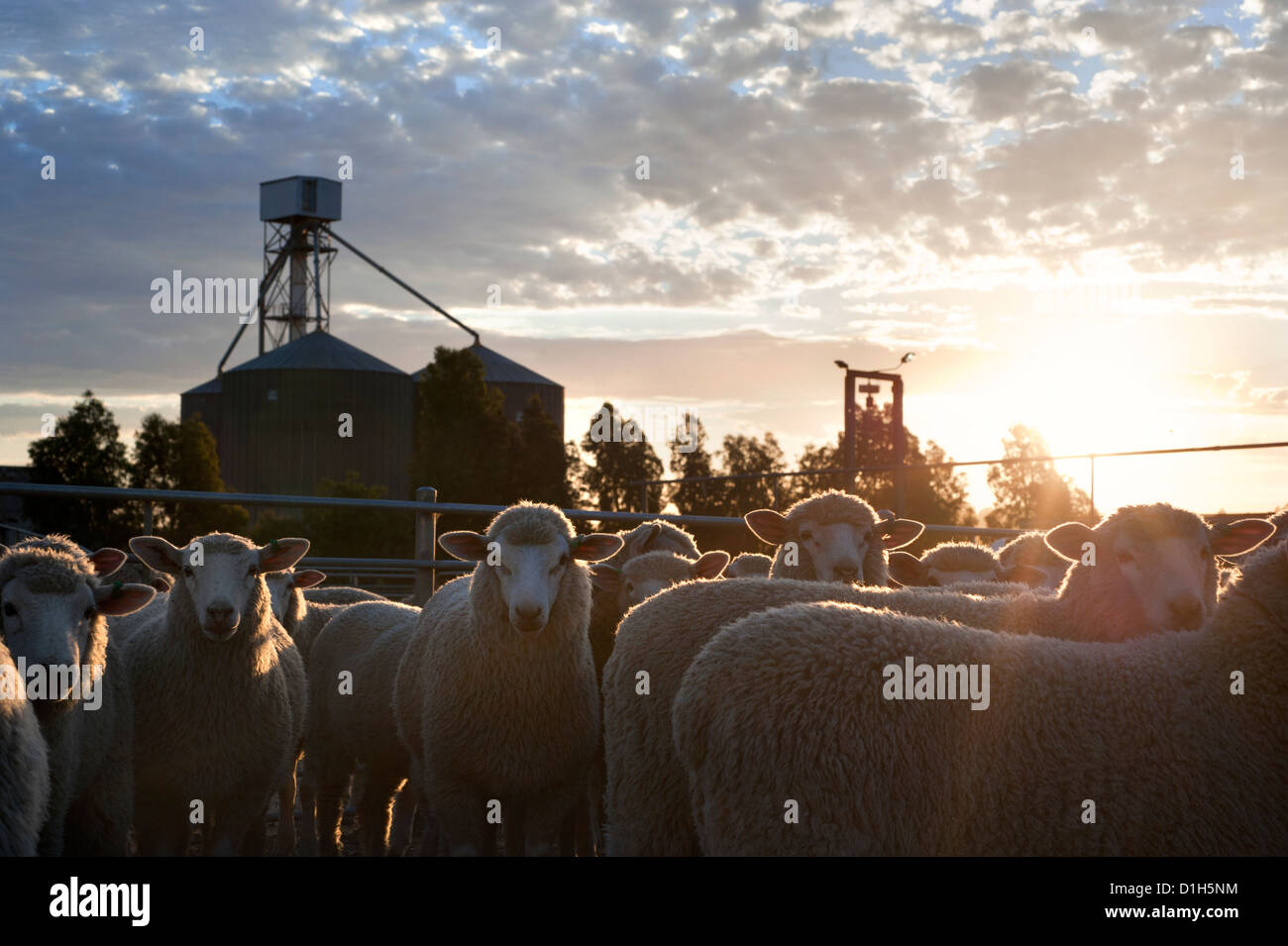 Livestock saleyards, country Victoria Australia Stock Photo Alamy