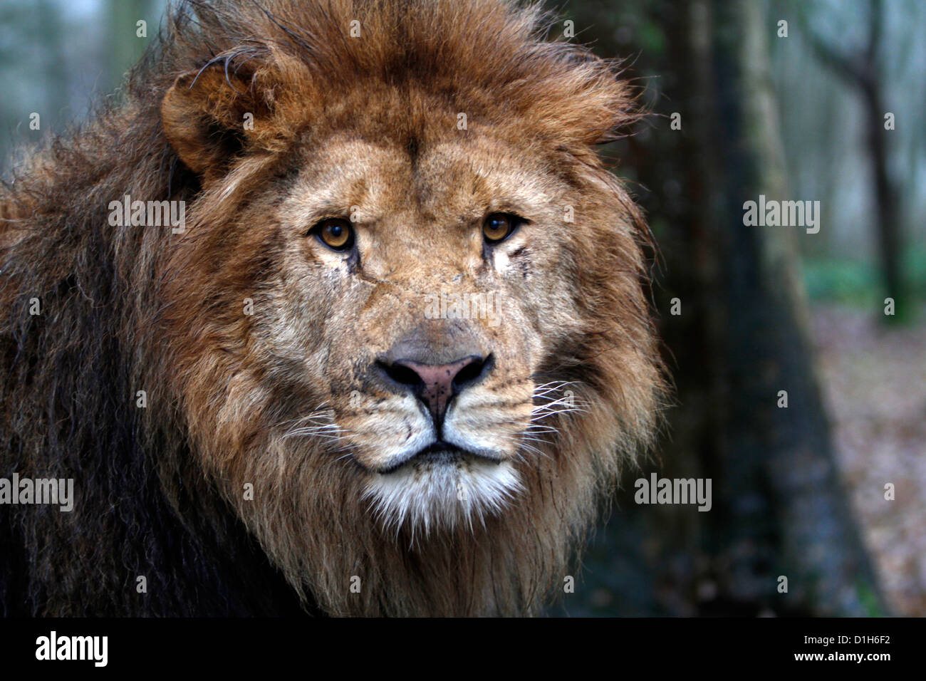Male lion headshot looking up hi-res stock photography and images - Alamy