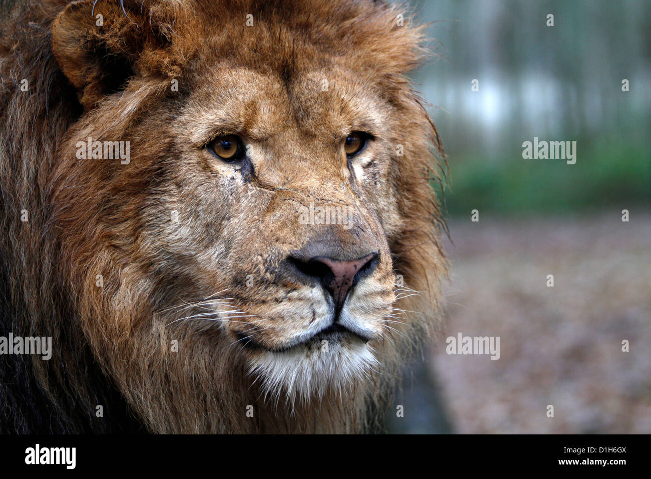 Male lion headshot looking up hi-res stock photography and images - Alamy