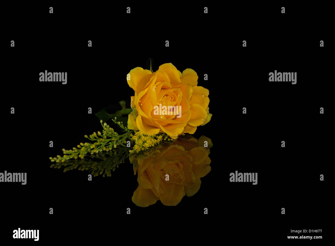 Yellow rose & Reflection Stock Photo - Alamy