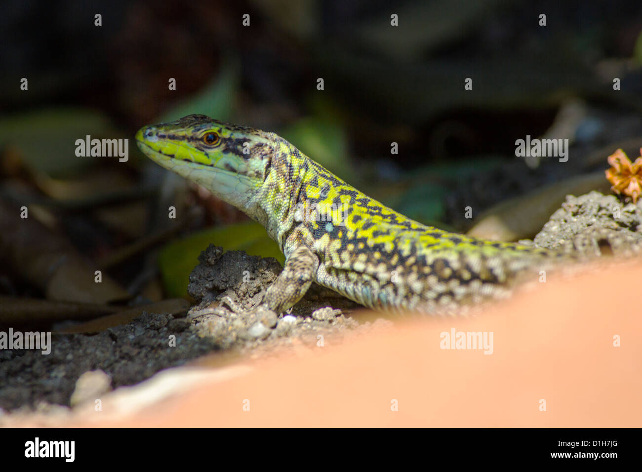 Portrait of a lizard Stock Photo