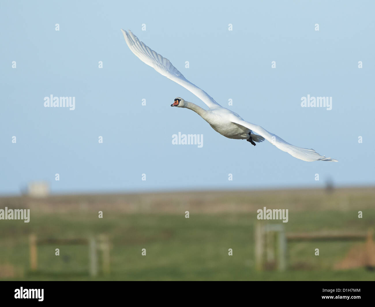 Mute Swan in flight Stock Photo Alamy