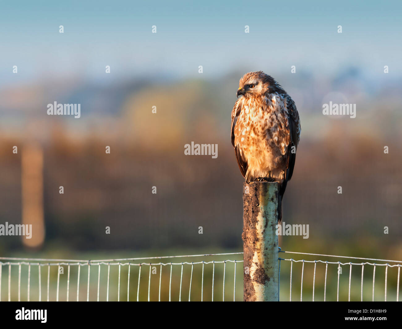 Common Buzzard perched on a fence post in morning light Stock Photo