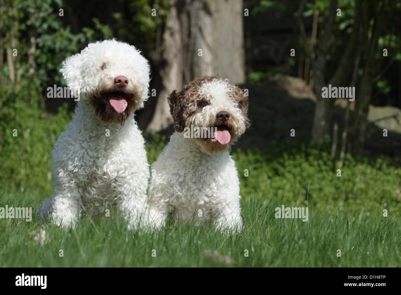 Dog Lagotto Romagnolo truffle dog two adults sitting in the grass Stock