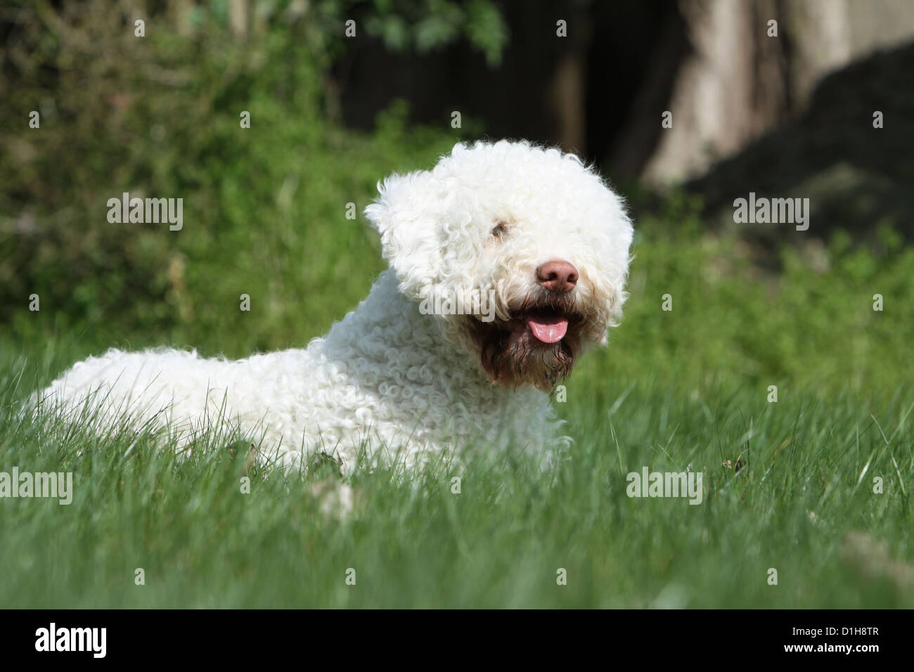 Dog Lagotto Romagnolo truffle dog white lying in the grass Stock Photo