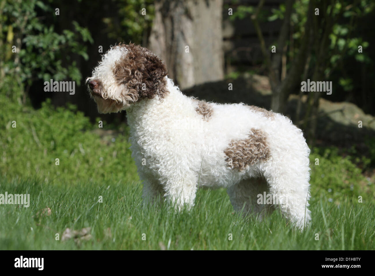 Dog Lagotto Romagnolo truffle dog standard profile white and brown