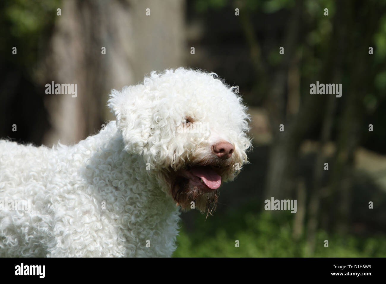 Dog Lagotto Romagnolo truffle dog white portrait profile Stock Photo