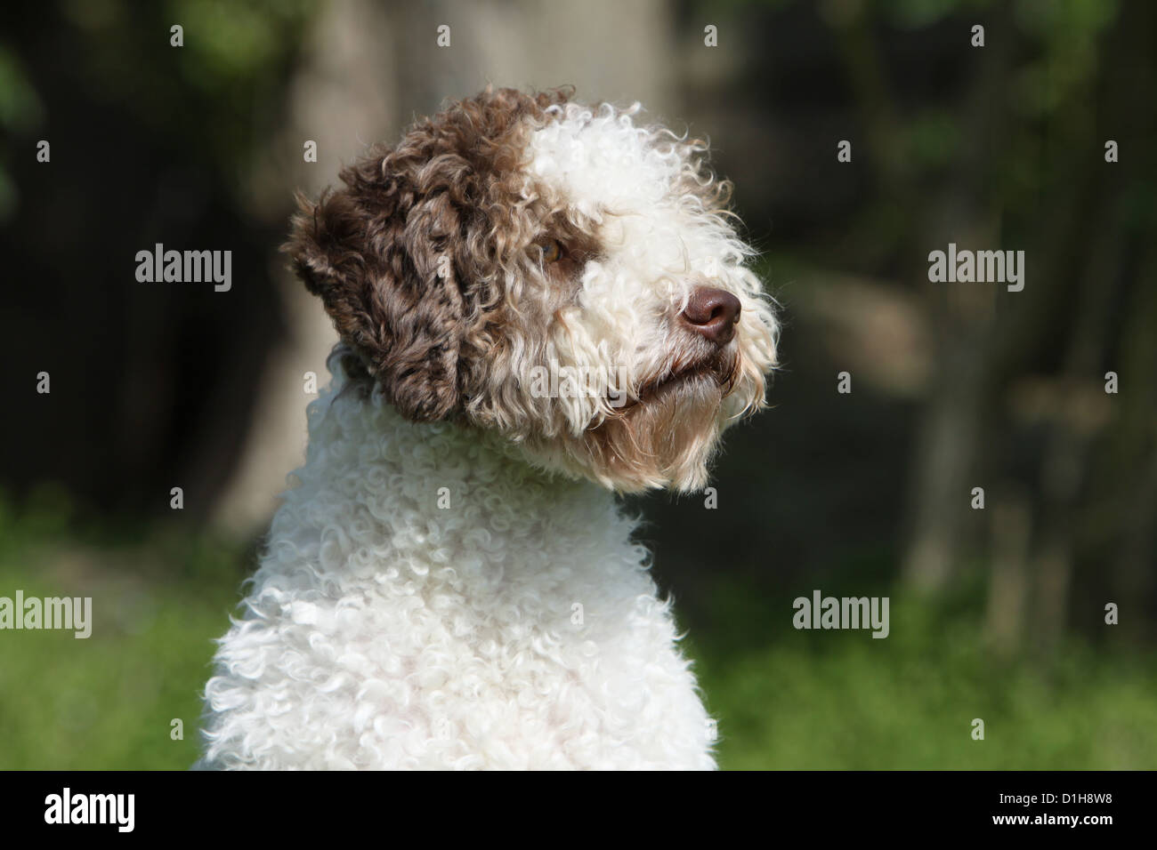 Dog Lagotto Romagnolo truffle dog portrait profile white and brown