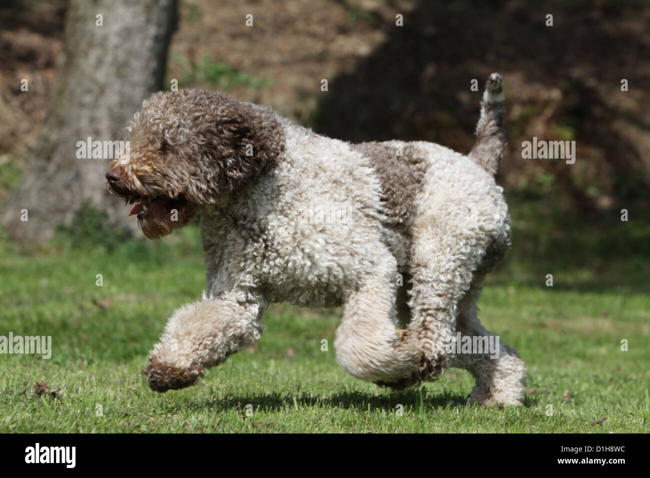 Dog Lagotto Romagnolo truffle dog profile running run roan black brown