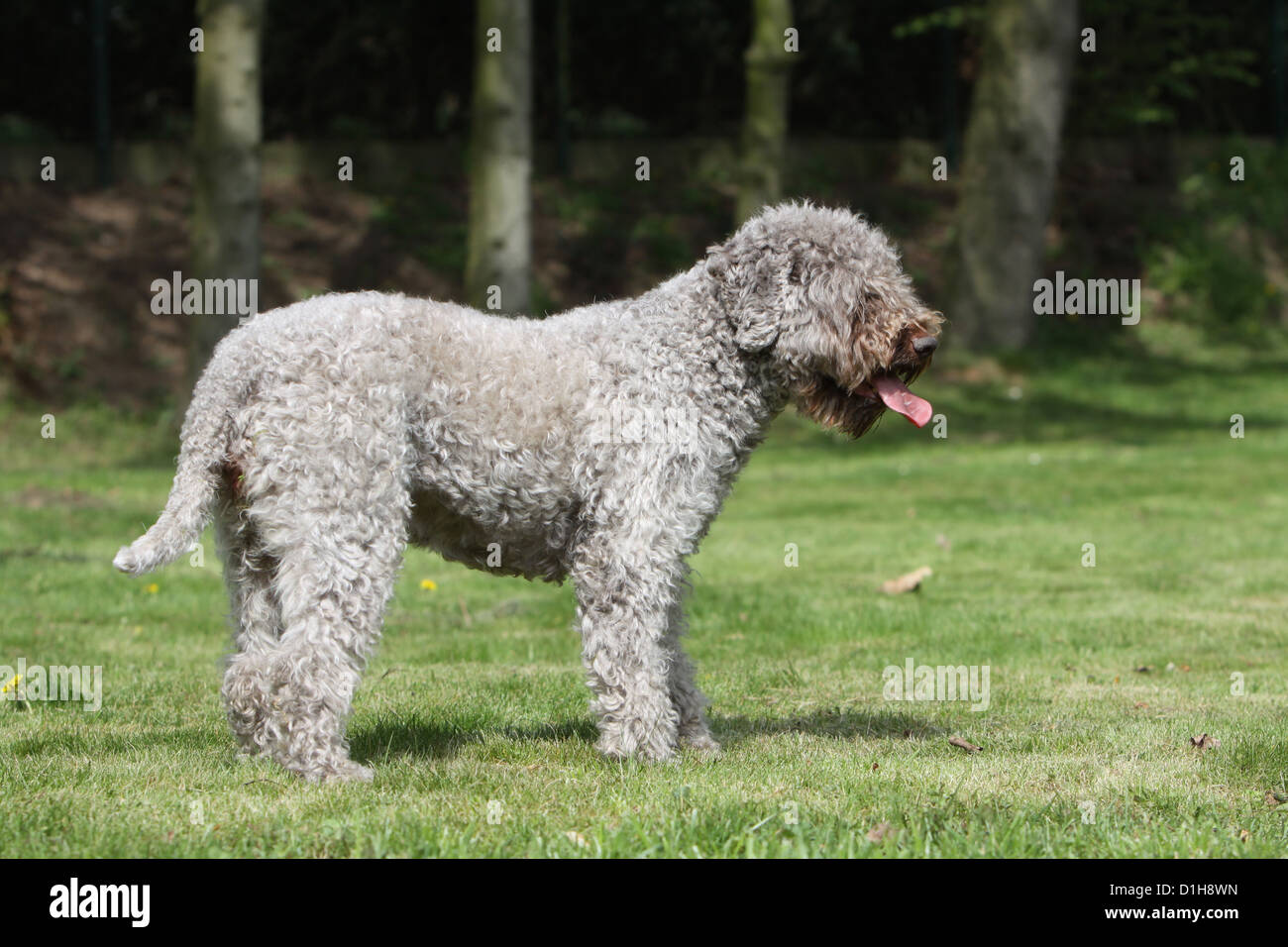Truffle dog hires stock photography and images Alamy