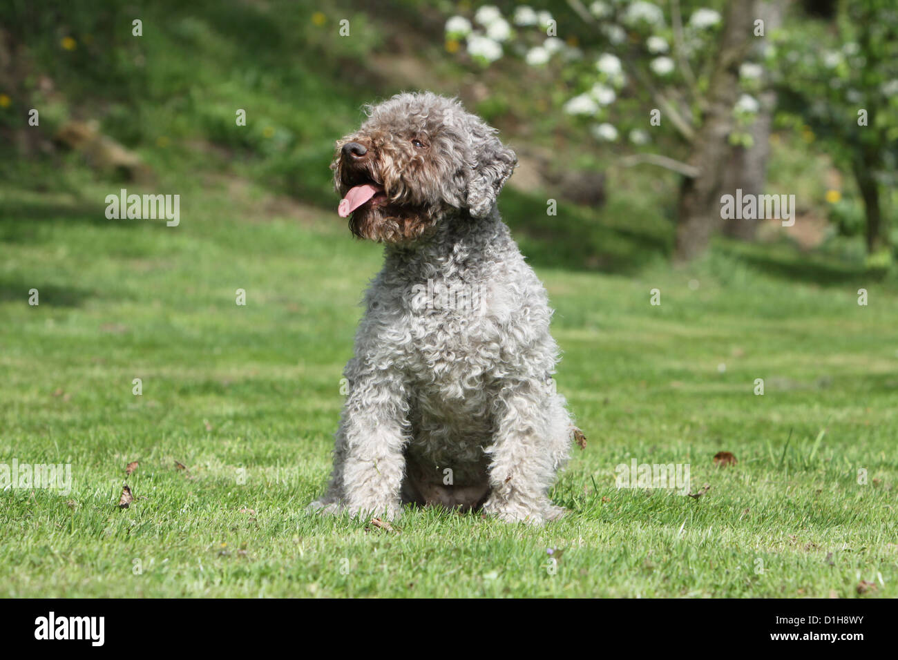 Dog Lagotto Romagnolo truffle dog Stock Photo Alamy